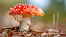 Amanita muscaria mushroom.