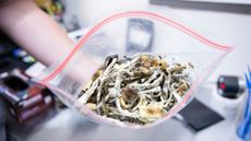 A laboratory technician holds a bag of psilocybin mushrooms.